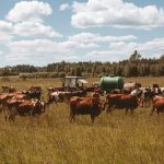 A herd of cows grazing in a rural field with a tractor under a sunny sky.
