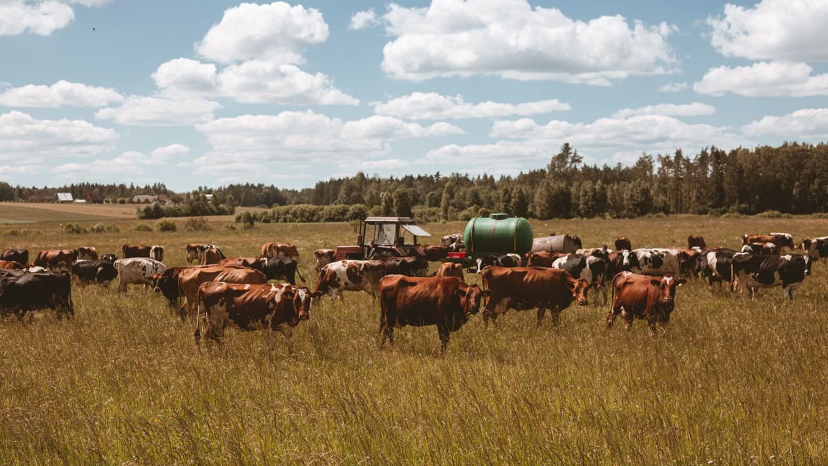 A herd of cows grazing in a rural field with a tractor under a sunny sky.